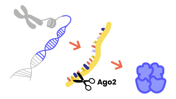 AGO2 silences the expression of other genes by destroying their target RNA